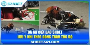 Đá Gà Cựa Dao SHBET – Lưu Ý Khi Theo Dòng Trận Tốc Độ