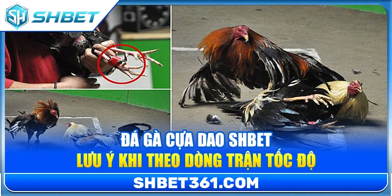 Đá Gà Cựa Dao SHBET – Lưu Ý Khi Theo Dòng Trận Tốc Độ