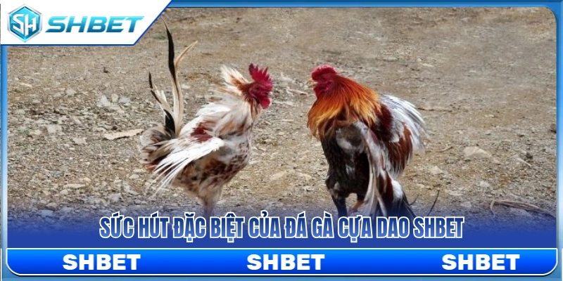 Điểm cuốn hút riêng biệt của đá gà cựa dao SHBET 