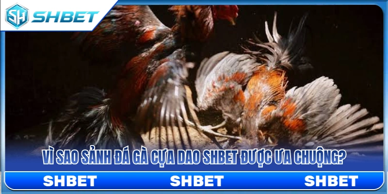 Tại sao nhiều kê thủ lại ưu ái chọn sảnh đá gà cựa dao SHBET? 